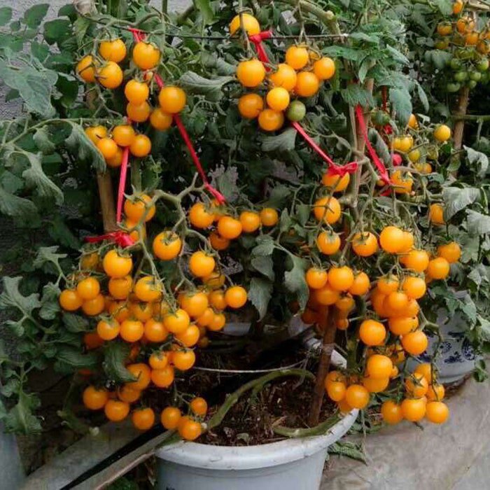 Jersey Sweet Golden Grape Tomato Seeds