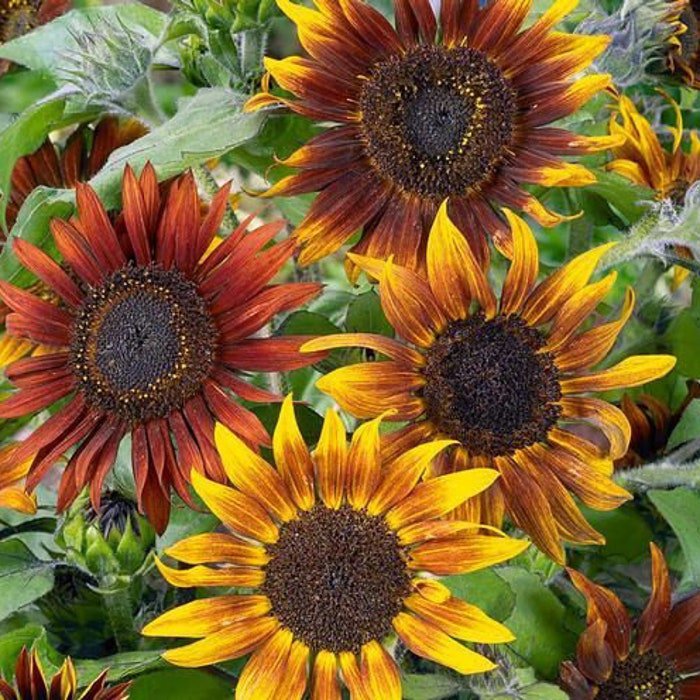 Summer Time Mix Sunflower Seeds