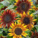 Summer Time Mix Sunflower Seeds