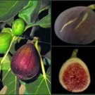 Brown Turkey Fig Tree Seeds