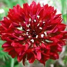 Tall Red Cornflower Seeds