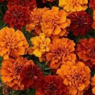 Fireball Marigold Seeds