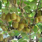 Hayward Kiwi Vine Seeds