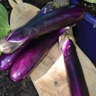 Millionaire Eggplant Seeds