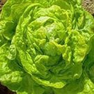White Boston Lettuce Seeds