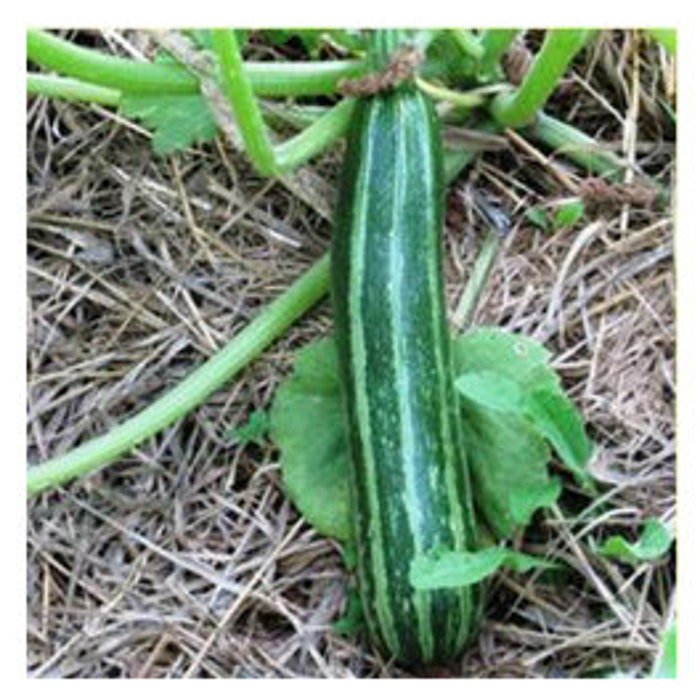 Stripe Cocozelle Squash Seeds