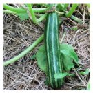 Stripe Cocozelle Squash Seeds