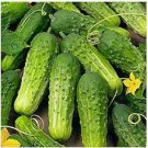 Boston Pickling Cucumber Seeds