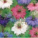 Love In A Mist Miss Jekyll Double Mix Seeds