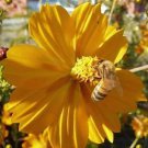 Beautiful Tall Golden Cosmos Seeds