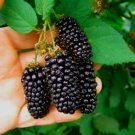 Jumbo Blackberry Bush Seeds