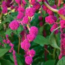 Beautiful Dreadlocks Amaranth Seeds Pony Tail Ropes