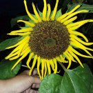 Stella Gold Sunflower Seeds