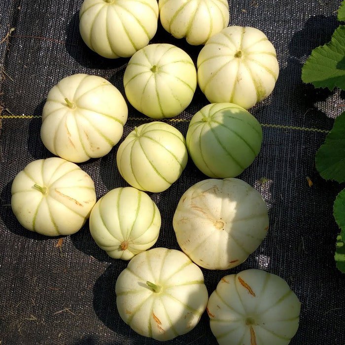 Chrysanthemum Melon Seeds Delicious White Sweet Fruit