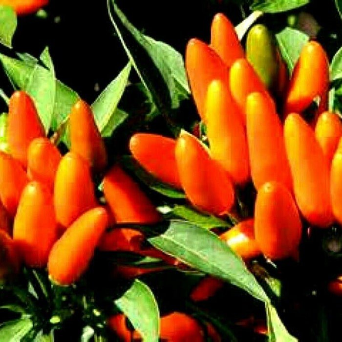 Calypso Orange Ornamental Hot Pepper Seeds
