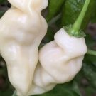 DevilS Tongue White Pepper Seeds