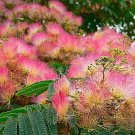 Silk Tree Mimosa Tree Seeds Hummingbird Favorite