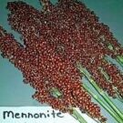 Mennonite Sorghum Seeds Best For Syrup High Yield