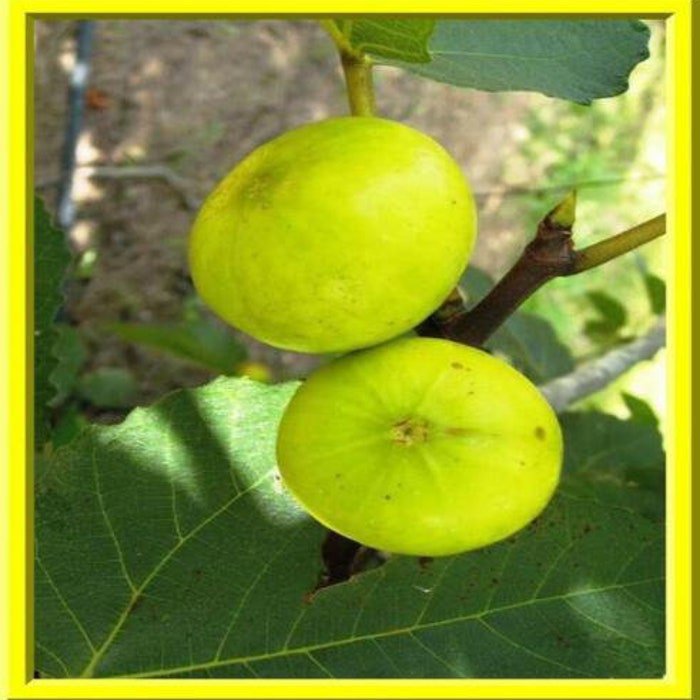 Golden Fig Tree Seeds