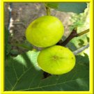 Golden Fig Tree Seeds