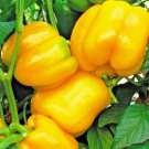 Sunbright Sweet Bell Pepper Seeds