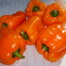 Orange Sun Bell Sweet Bell Pepper Seeds