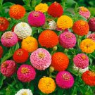 Bright Lilliput Mixed Zinnia Seeds