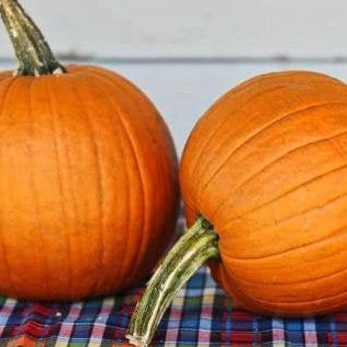 Small Sugar Pie Pumpkin Seeds