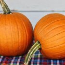Small Sugar Pie Pumpkin Seeds