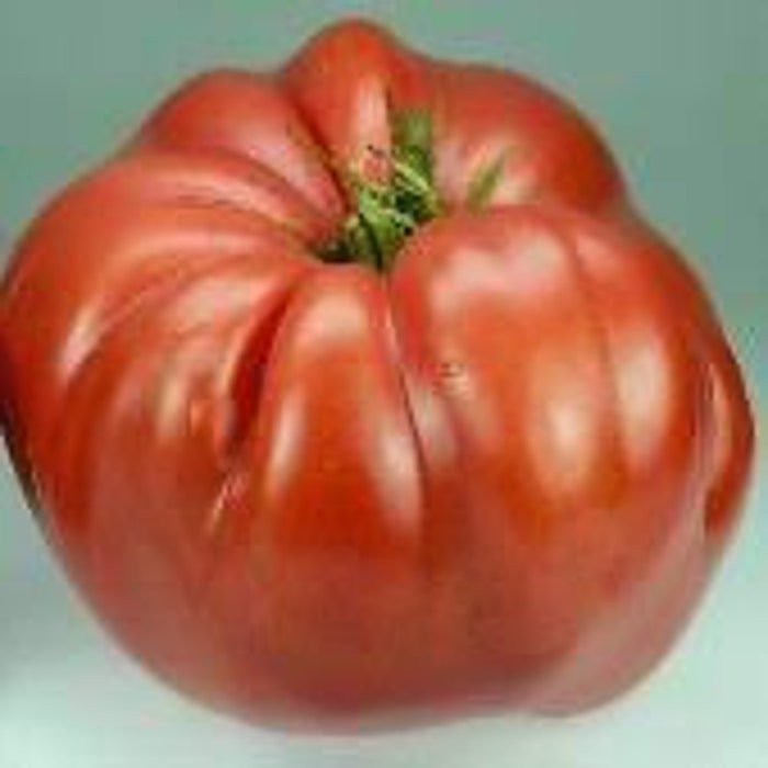 Italian Giant Beefsteak Tomato Seeds