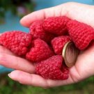 Jumbo Red Raspberry Bush Seeds Big & Sweet