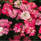 Fairyland Candytuft Seeds Perennial