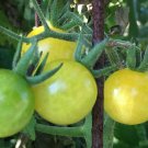Champagne Cherry Tomato Seeds