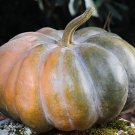 Fairytale Pumpkin Seeds