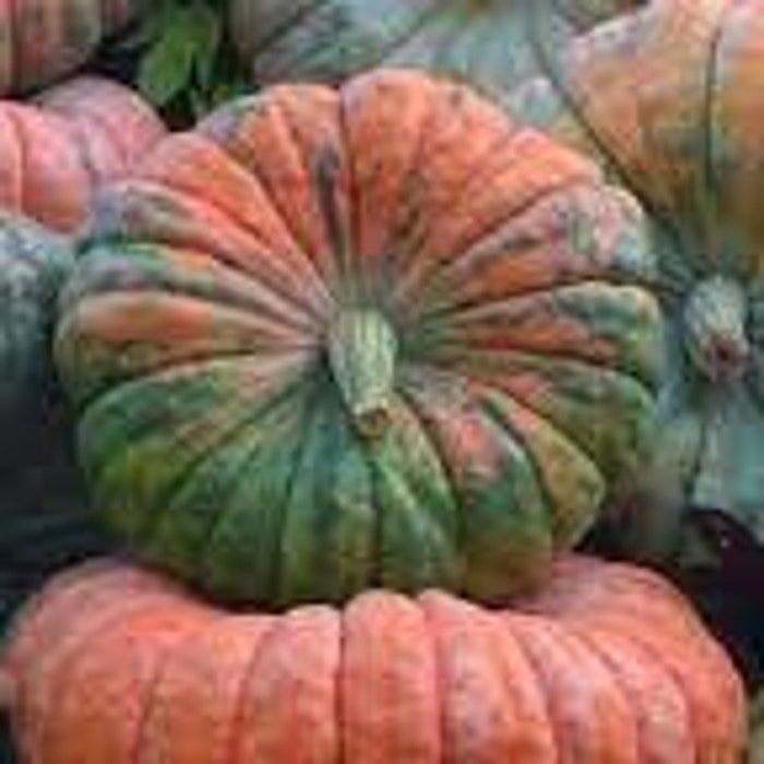 Daybreak Pumpkin Seeds