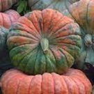 Daybreak Pumpkin Seeds