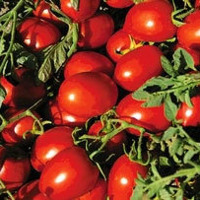 CambellS Soup Tomato Seeds