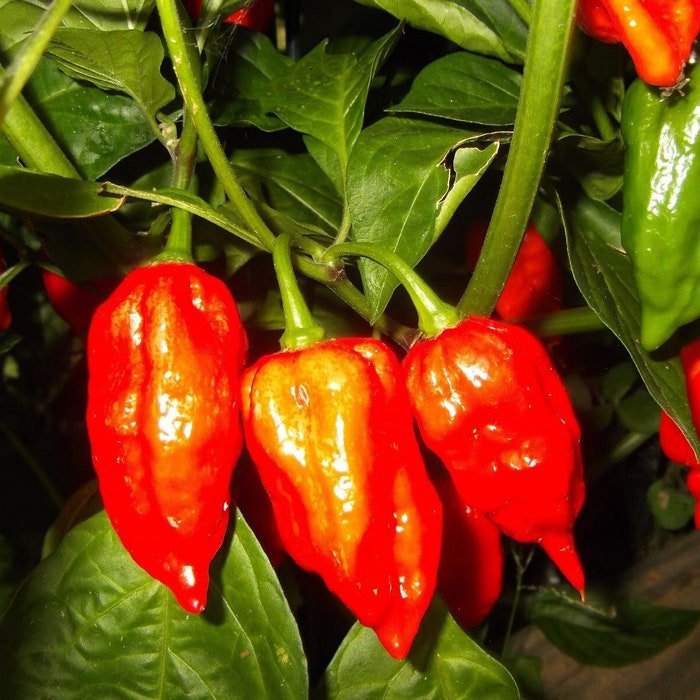 Ghost Pepper Seeds Bhutnaga Jolokia