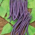 Purple Teepee Bush Bean Seeds