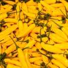 Lemon Drop Pepper Seeds