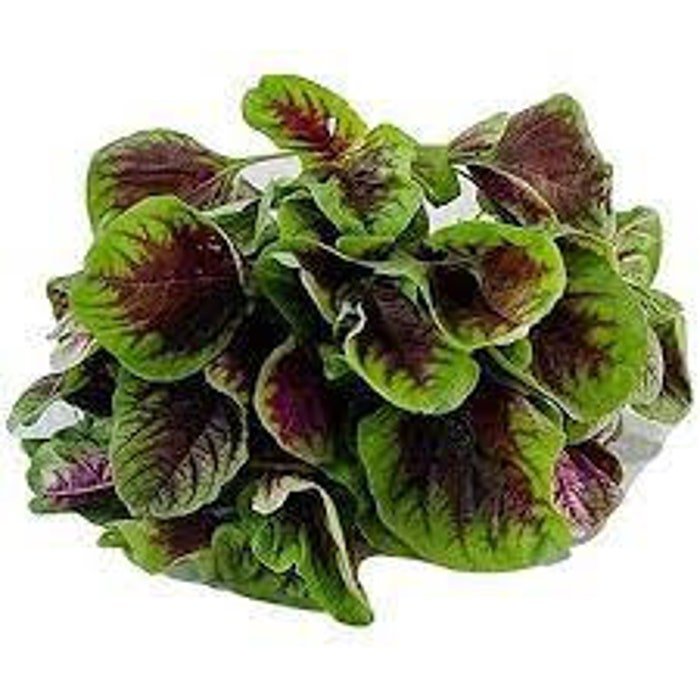 Green Leaf Lu Hsien Amaranth Seeds
