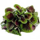Green Leaf Lu Hsien Amaranth Seeds