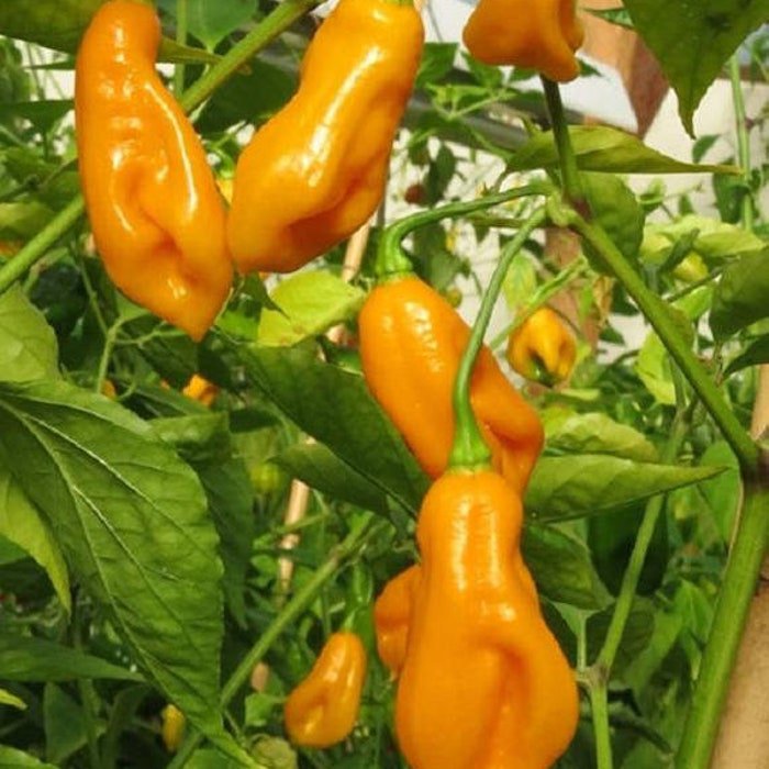 Scotch Bonnet Pepper Seeds