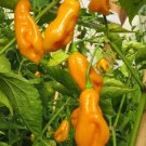 Scotch Bonnet Pepper Seeds