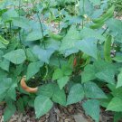 Jackson Wonder Bean Seeds
