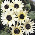 Italian White Sunflower Seeds