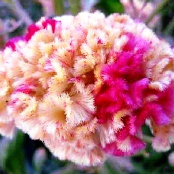 Redyellow Bicolor Brain Celosia Seeds