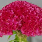 Dark Pink Huge Brain Celosia Seeds