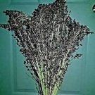 Dwarf Mayo Sorghum 30 Seeds Under 5 Ft. Tall Make Great Broom