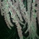 New Coral Fountain Amaranth Seeds